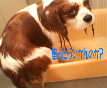 20070428232736.jpg