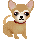 chihuahua02